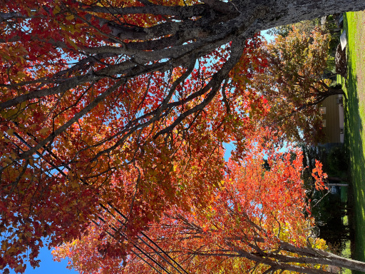 Autumn landscape, 2024