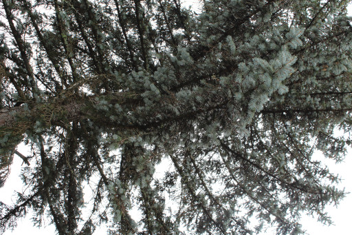 Post-autumn landscape, 2023
