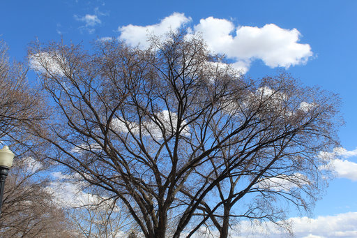 American Elm, 2026