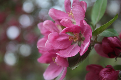 Close-up of blossoms, 2025