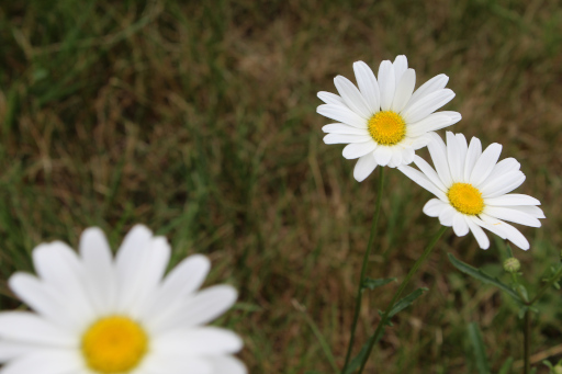 Daisy flower Bouquet, 2025