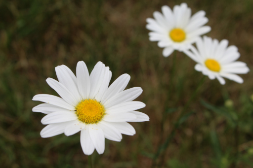 Daisy flower Bouquet on blur, 2025