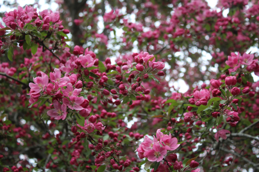 Crabapple tree in bloom, 2025