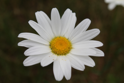 Daisy flower, 2025