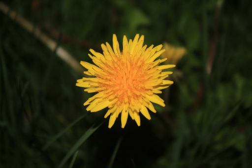 Dandelion in a field, 2025