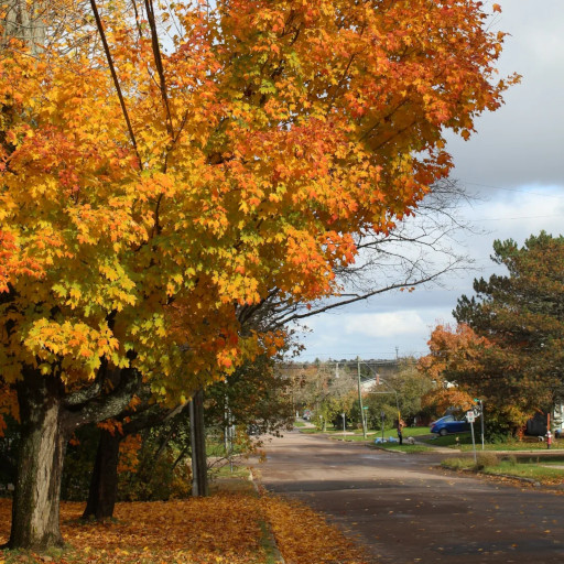 Autumn foliage, 2023