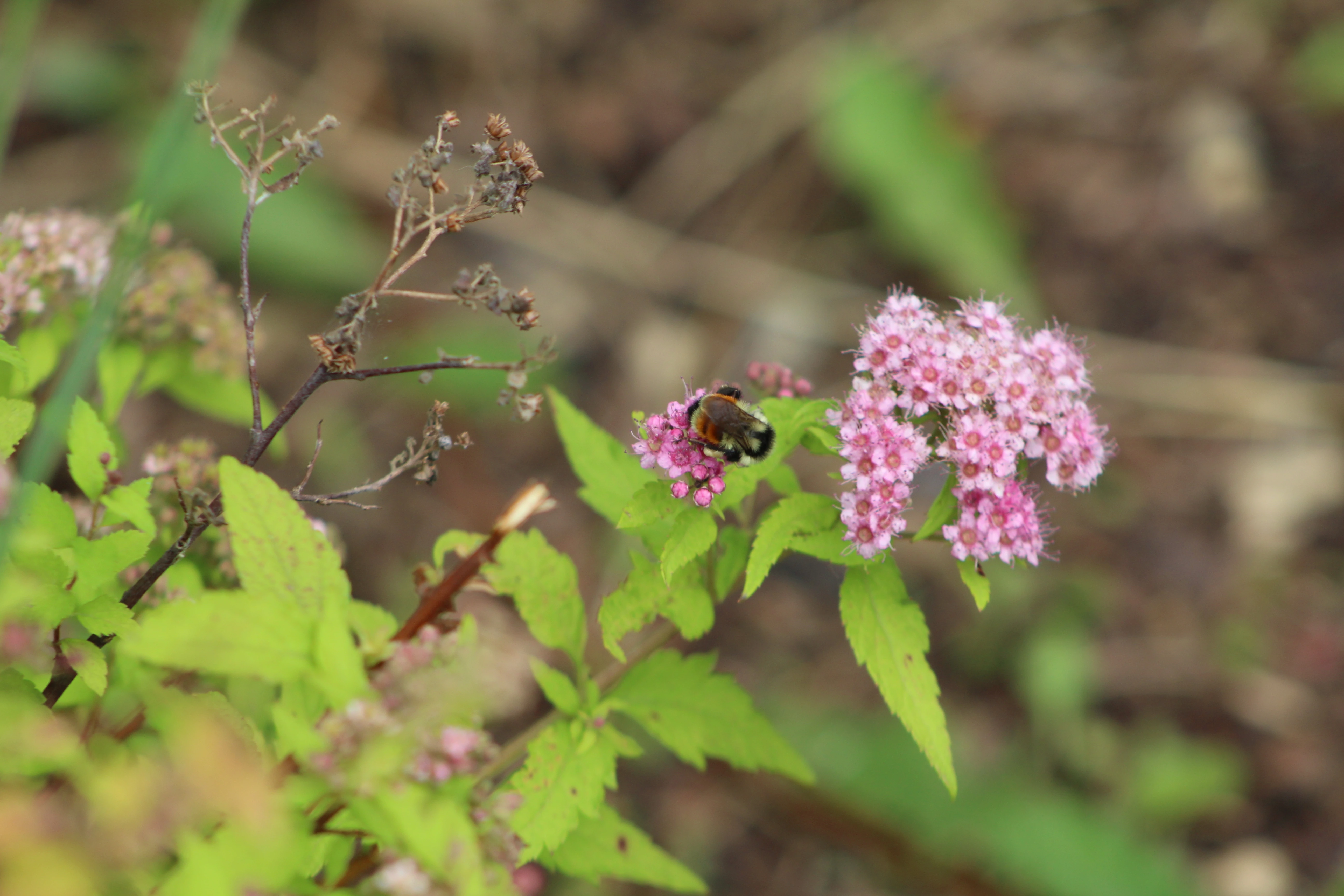 Macro detail 1