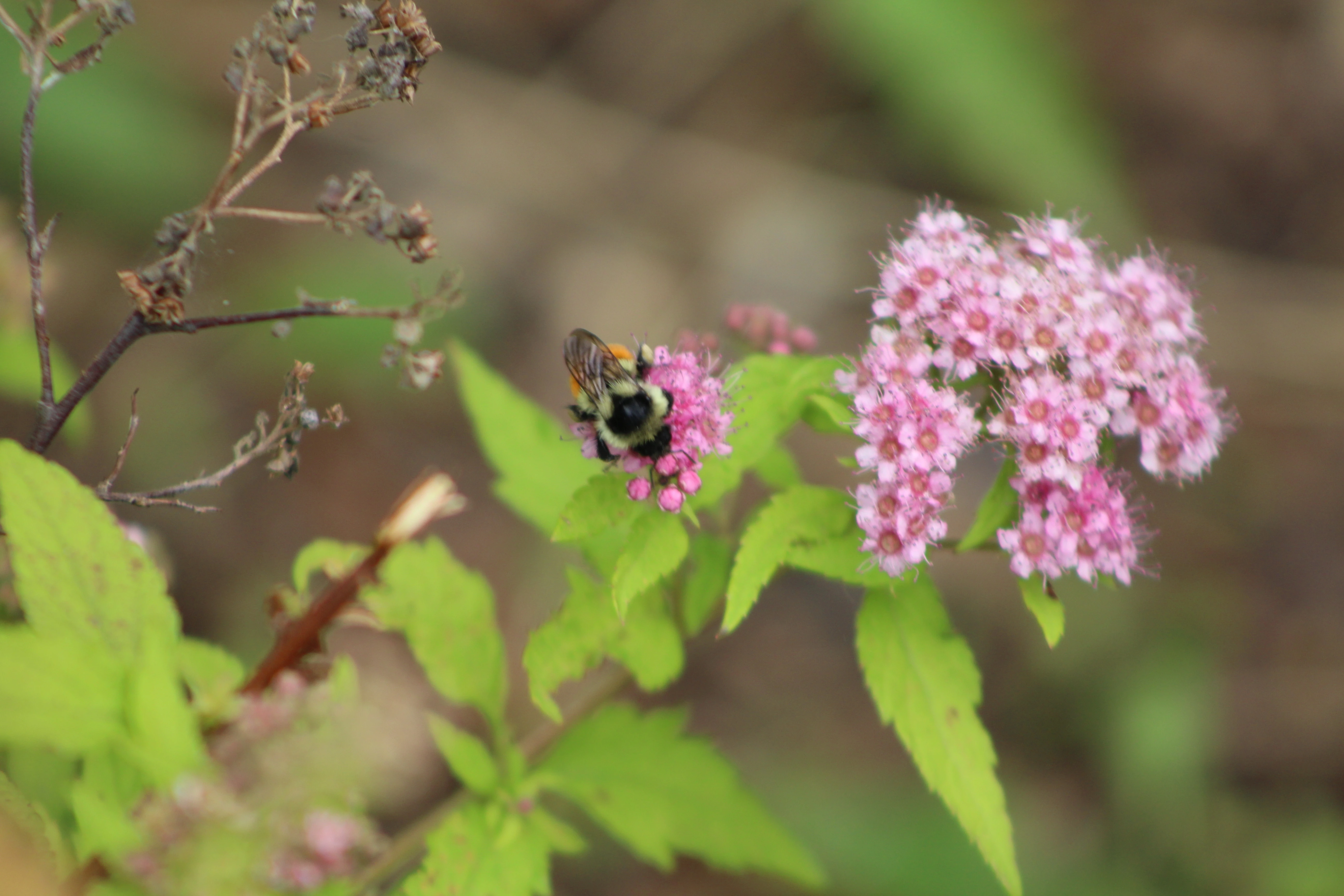 Macro detail 2