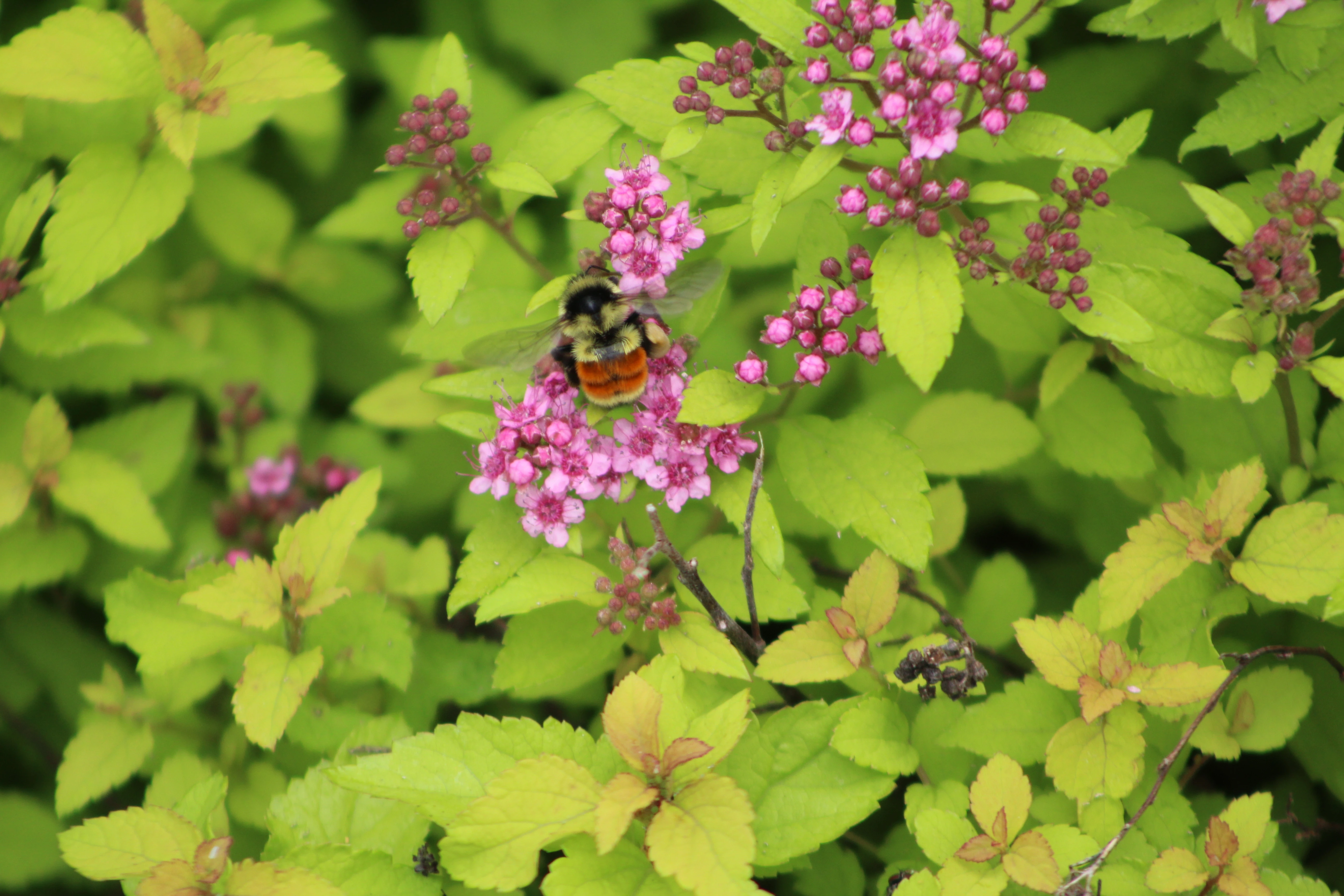 Macro detail 3