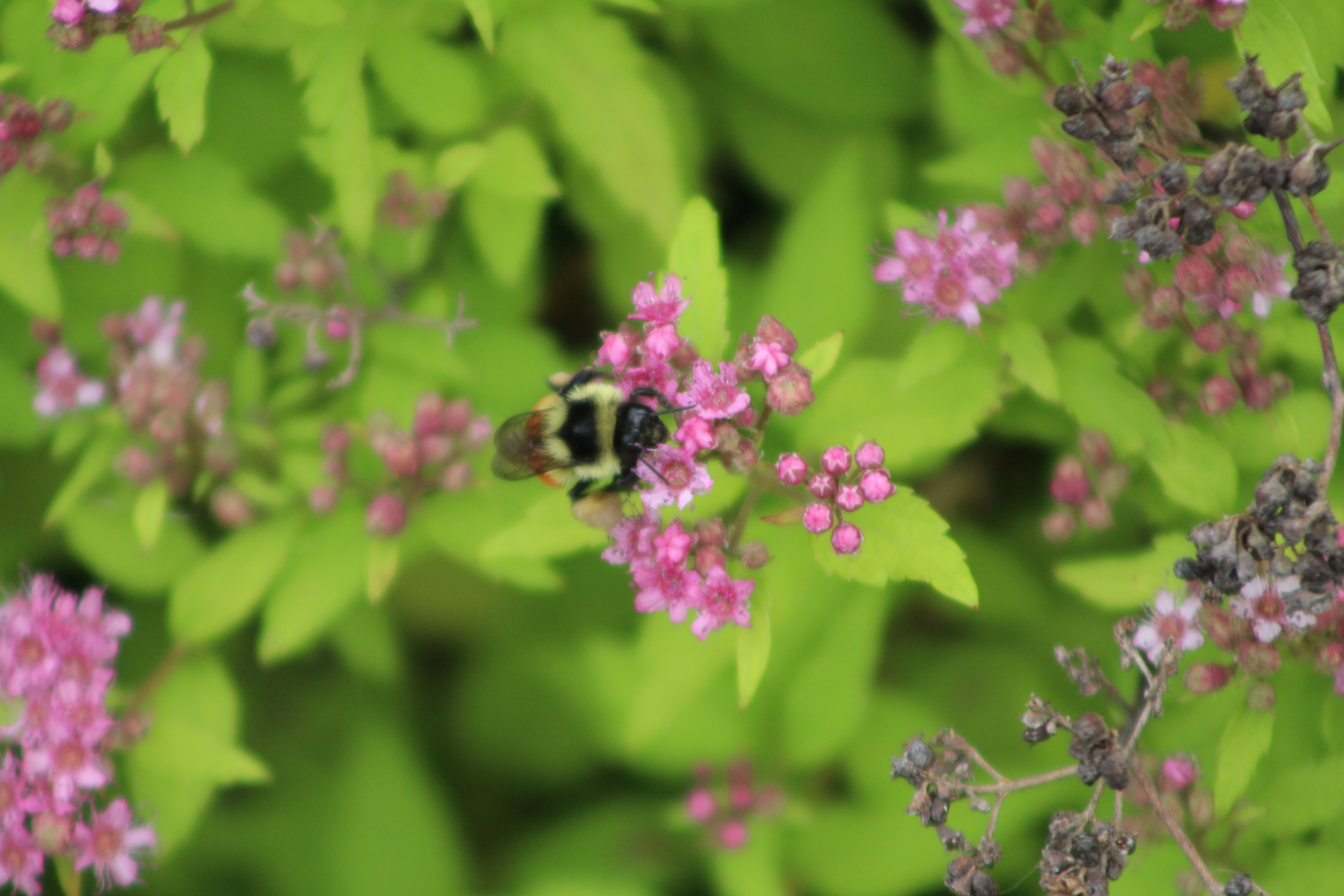 Macro detail 4