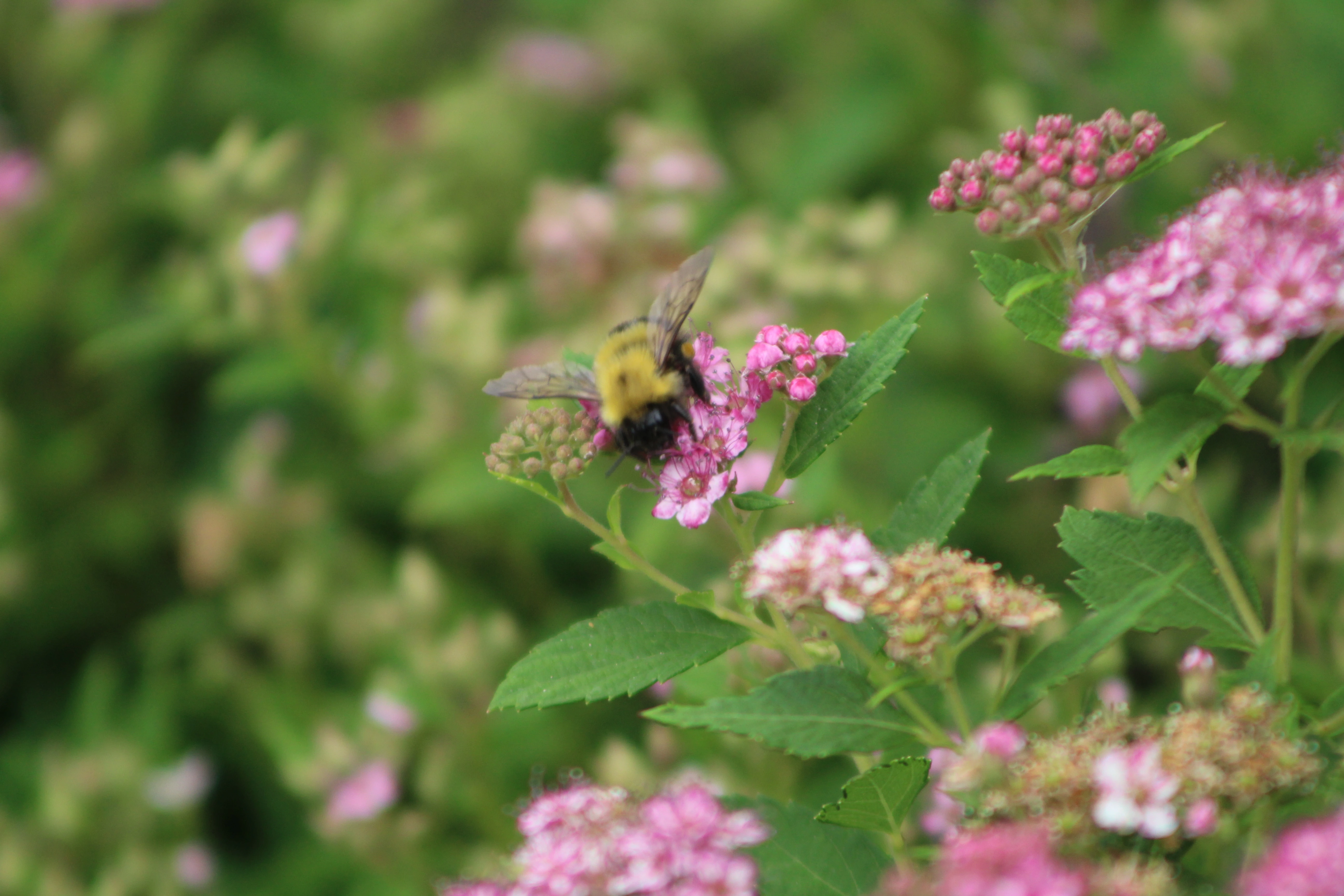 Macro detail 6