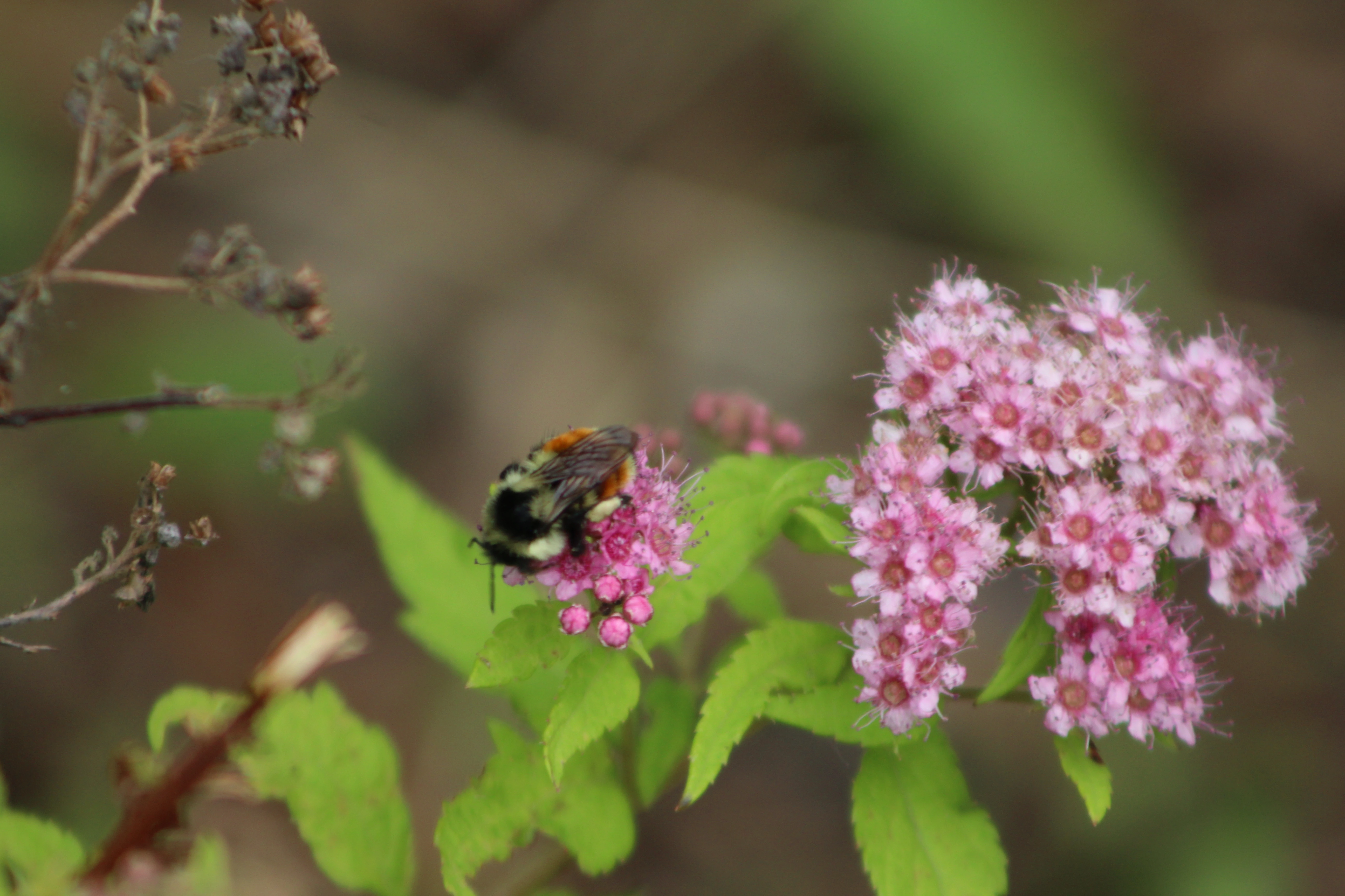 Macro detail 7