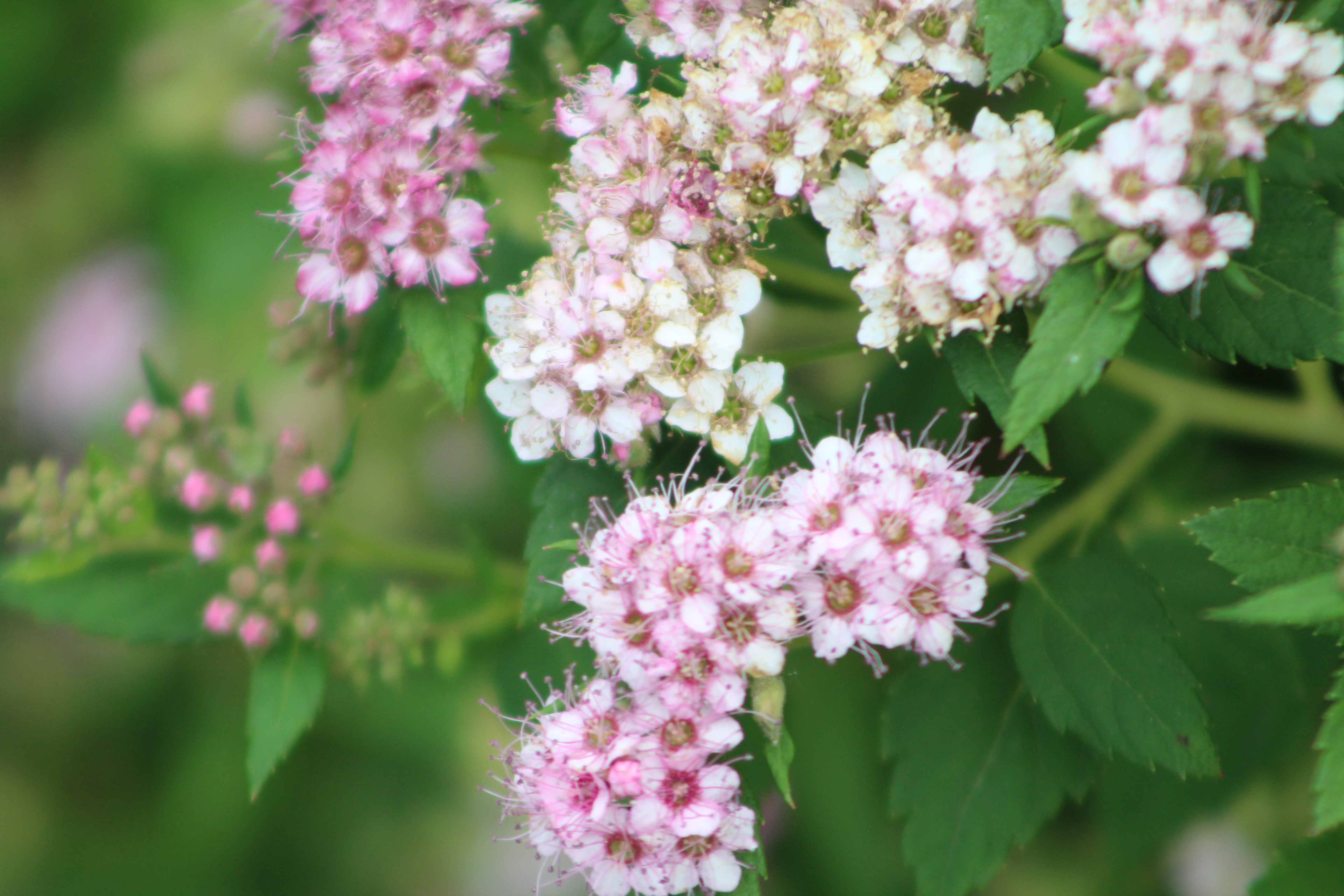 Spiraea japonica