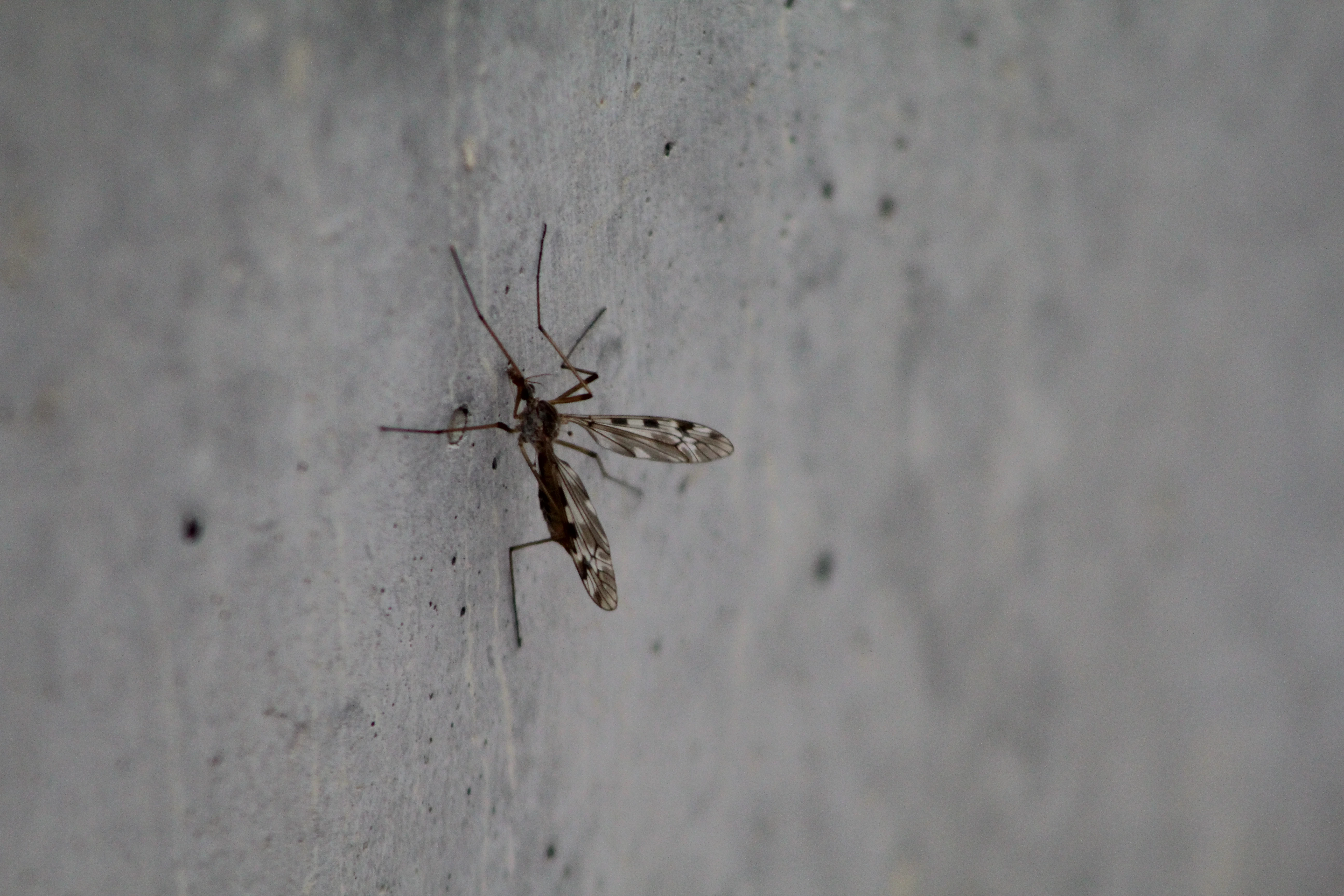 Fly in macro