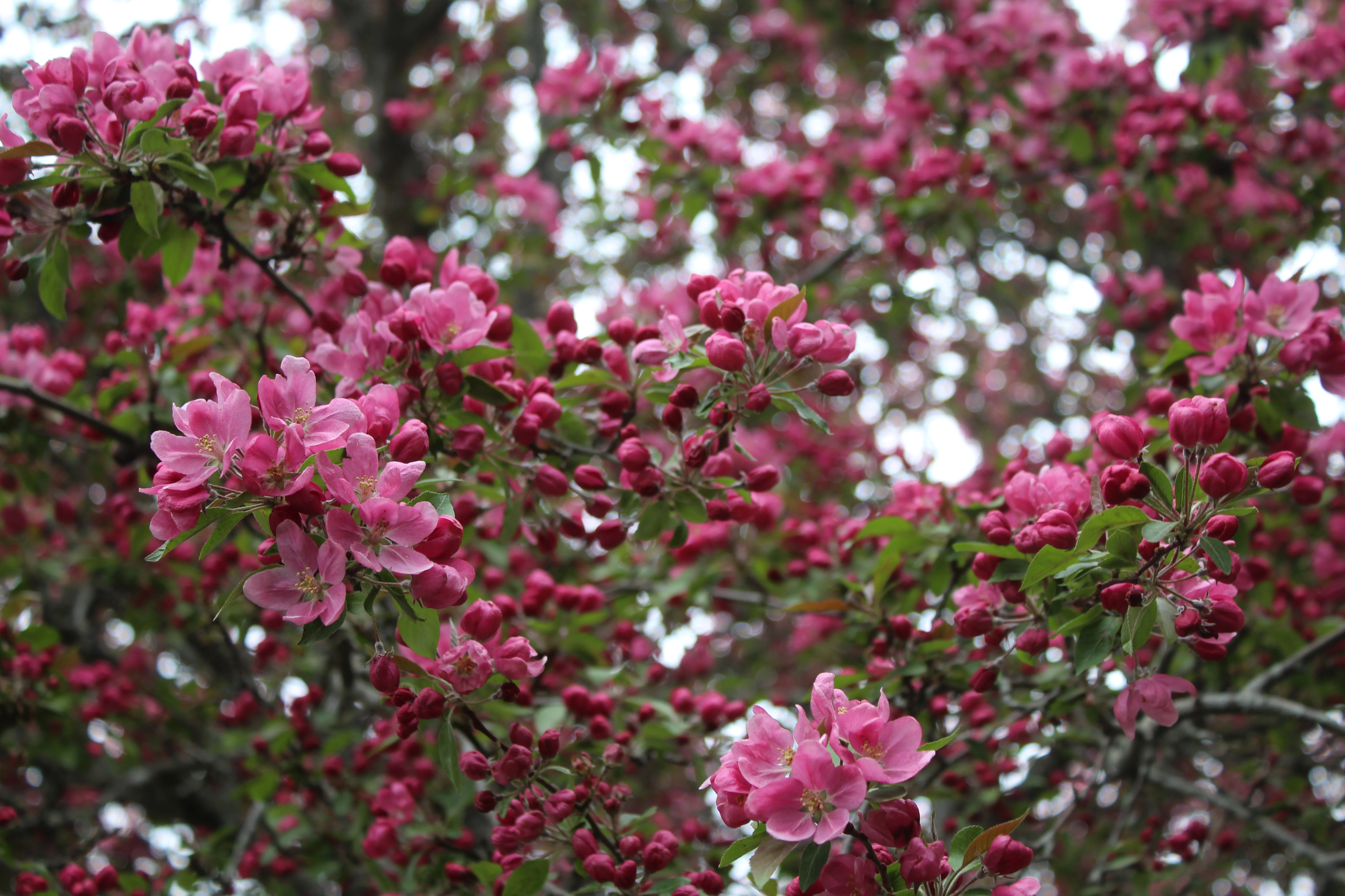 Crabapple
