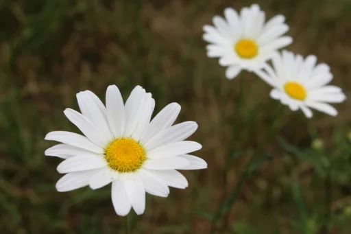 Bouquet de marguerites, 2025