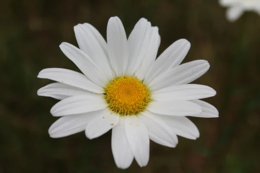 Daisy, 2025