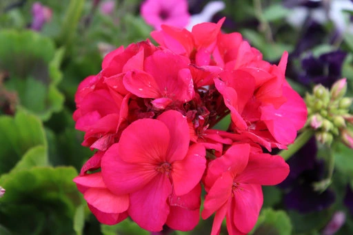 Pelargonium, 2026