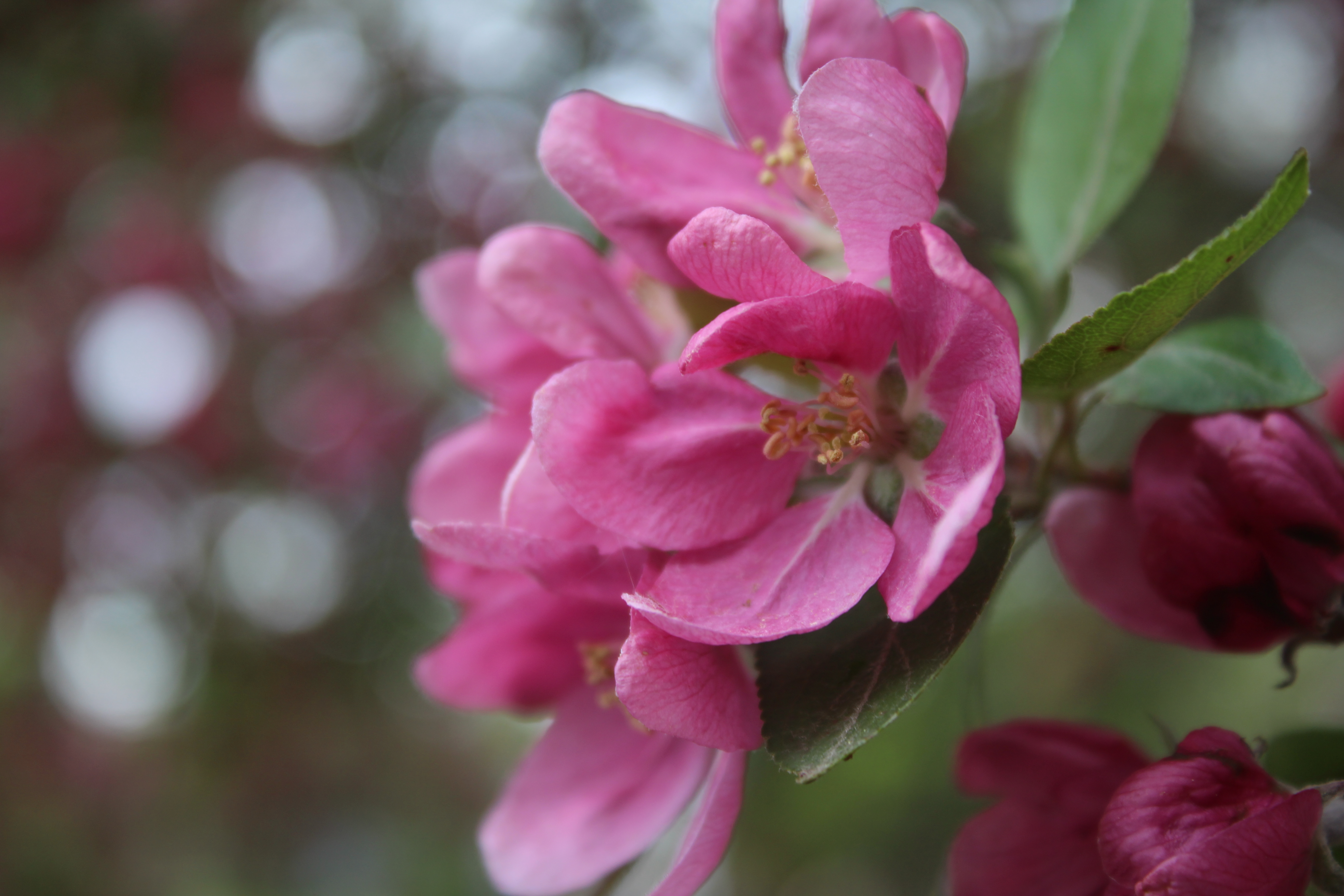 Close-up of blossoms, 2025